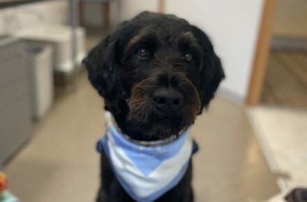 OptimaMed Bad Wimsbach: Assistenzhund Teddy